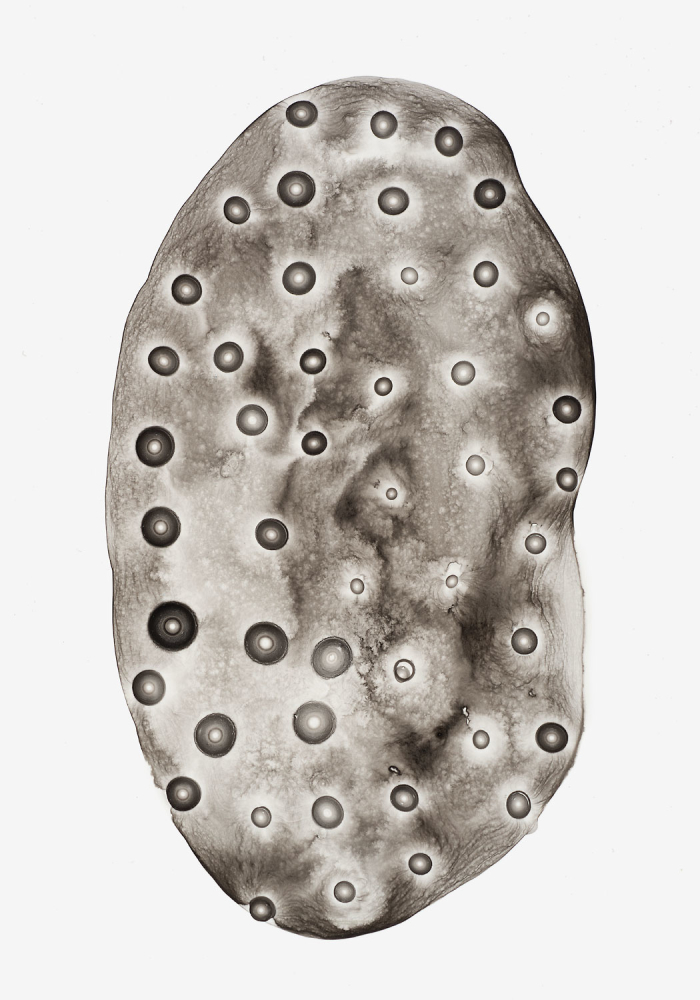 Michelle Concepción, Pearl 61, acrylic on paper, 32 x 22 cm, 2013